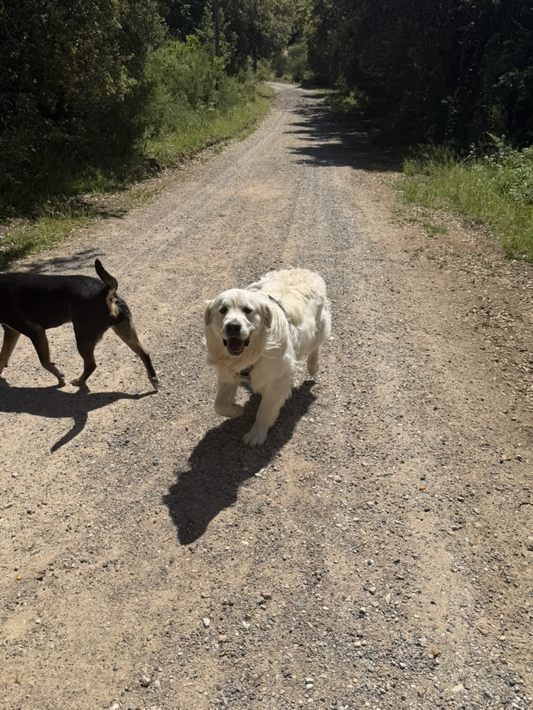 Two dogs walking on a forest path