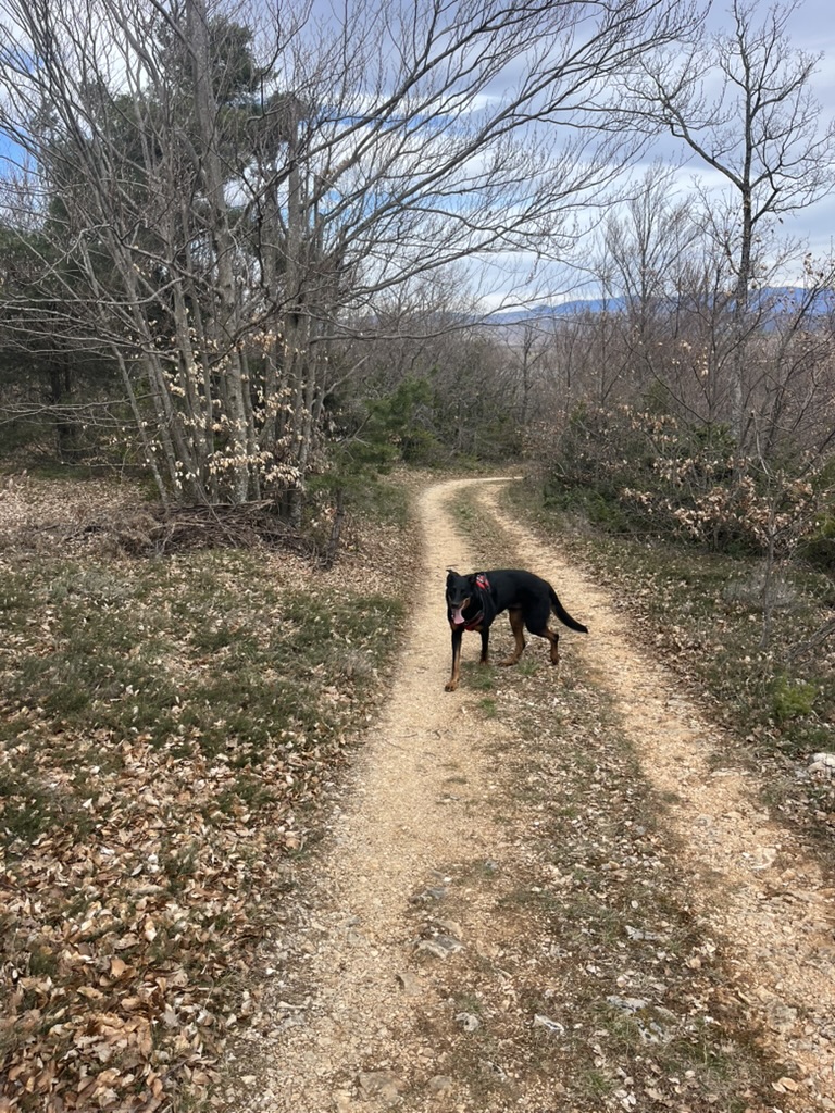 Dog exploring a countryside trail