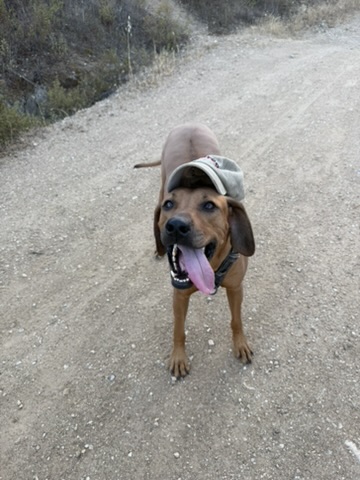 Dog on a trail wearing a cap